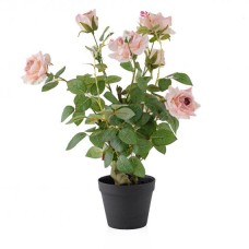 compozitie florala ROSETREE