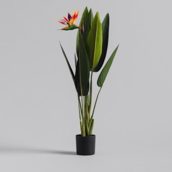 compoziție florală PARROTBEAK