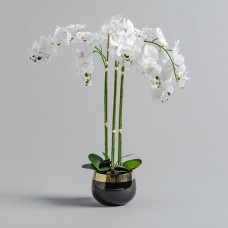 compozitie florala ORCHIDA
