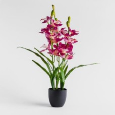 compozitie florala ORCHENIS