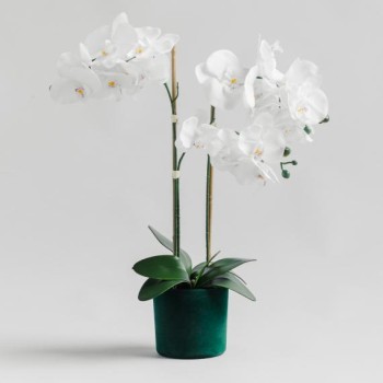 compoziție florală ORCHIVELOSS