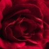 compozitie florala ROSEVELL