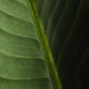 Compozitie florala BANANANIS