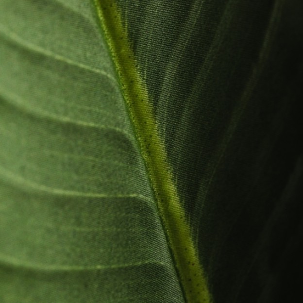 Compozitie florala BANANANIS