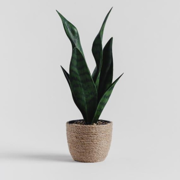 Цветочная композиция TIMO