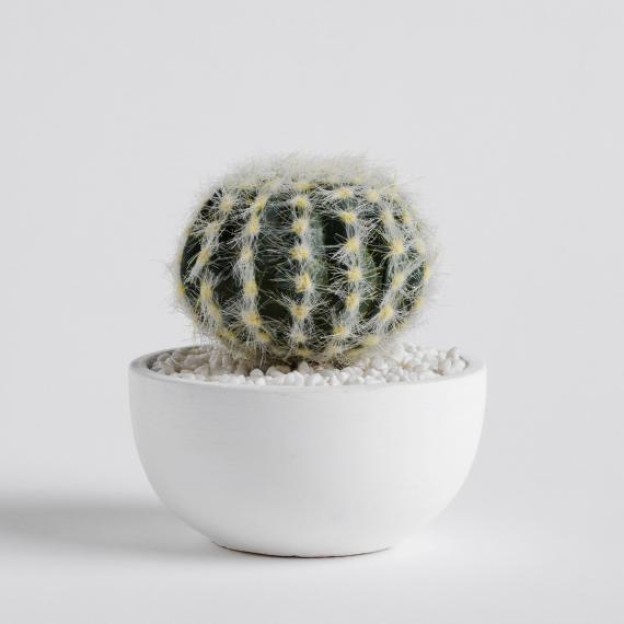 Композиция для цветов CACTOSI