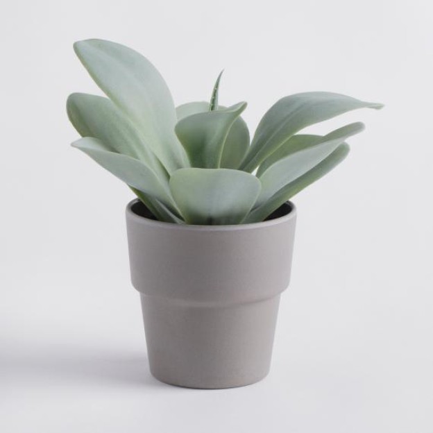 Композиция для цветов SUKULIO