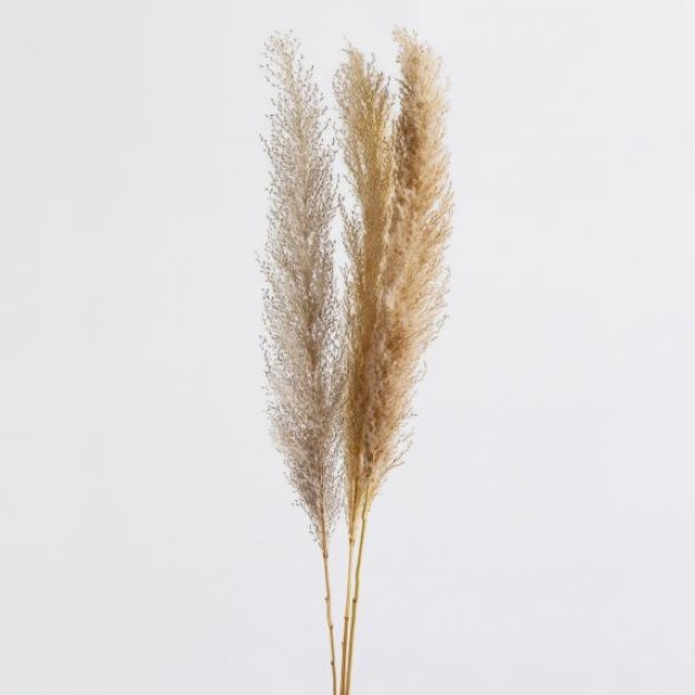 Веточка декоративная PAMPASI