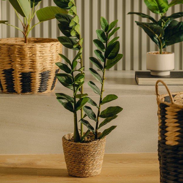 Композиция для цветов ZAMIA