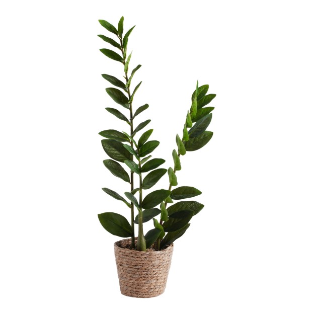 Композиция для цветов ZAMIA