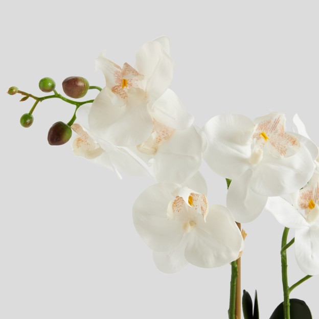 Цветочная композиция ORCHIANIS
