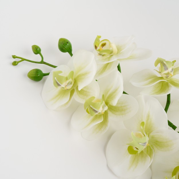 Planta decorativa ORCHSTEM