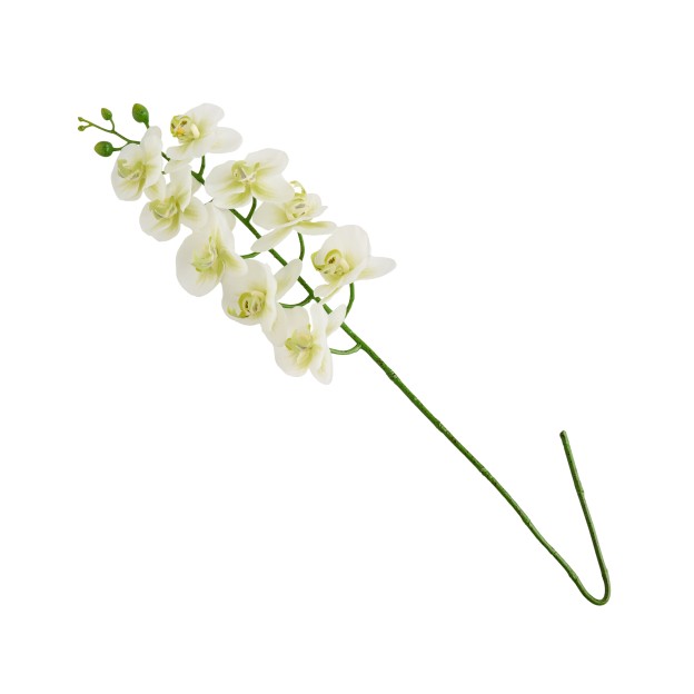 Planta decorativa ORCHSTEM