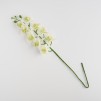 Planta decorativa ORCHSTEM