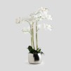 Compozitie florala ORCHIDE