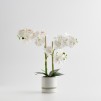Compozitie florala ORCHIBITTO NEW