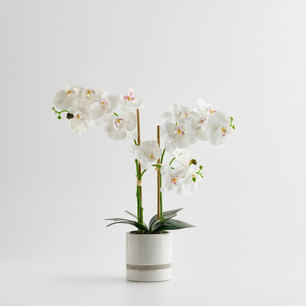 Compozitie florala ORCHIBITTO NEW