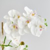 Compozitie florala ORCHIBITTO NEW