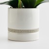 Compozitie florala ORCHIBITTO NEW