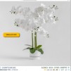 Compozitie florala ORCHIBITTO NEW
