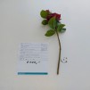 Crenguta decorativa ROSERY