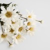 Ветка декоративная MARGARETOS