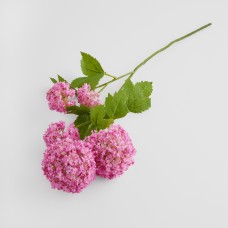 Floarea Serosa cu motiv vegetal