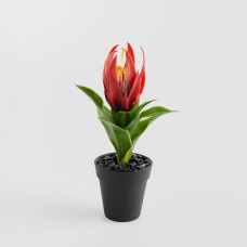 Aranjament Pedito cu motiv tropical Aranjament Pedito cu motiv tropical