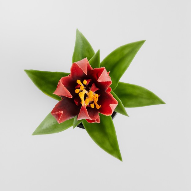 Compozitie florala PEDITO STROIK