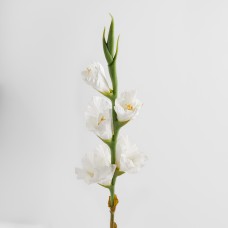 Floare Vonesi
