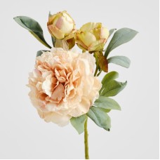Buchet Peoneso Buchet Peoneso