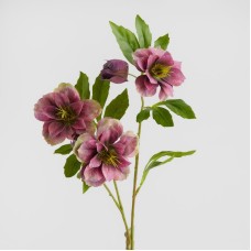 Floarea Wildiflower Floarea Wildiflower