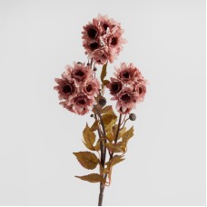 Floarea Daisy Floarea Daisy