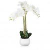 compozitie florala ORCHIDA