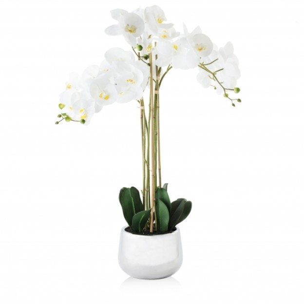 compozitie florala ORCHIDA