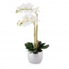 Compozitie flori ORCHIGLAM