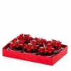 Set lumânari POINSETTINA