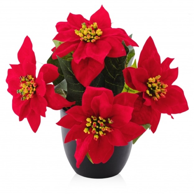 compozitie florala POINSETTIA