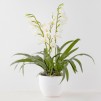 compozitie florala ORCHIDIUS