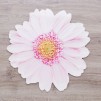 Napron GERBERA