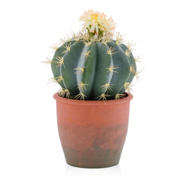 compozitie florala CACTUS