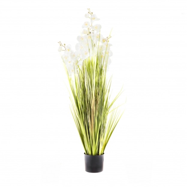 compozitie florala ORCHIOLA