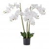 compozitie florala ORCHIDIK