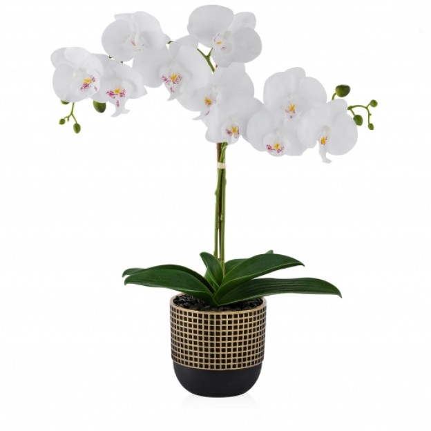 compozitie florala ORCHIDOES