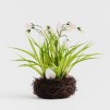 compozitie florala CROCUS