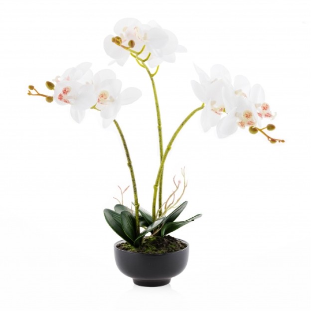 compozitie florala ORCHINIO