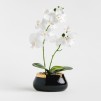 compozitie florala ORCHIKO