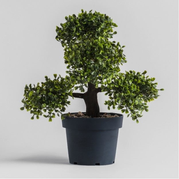 compozitie florala BONSAI