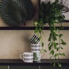 Set cani PLANTER