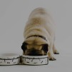 Set bol pentru animale DOGERSO